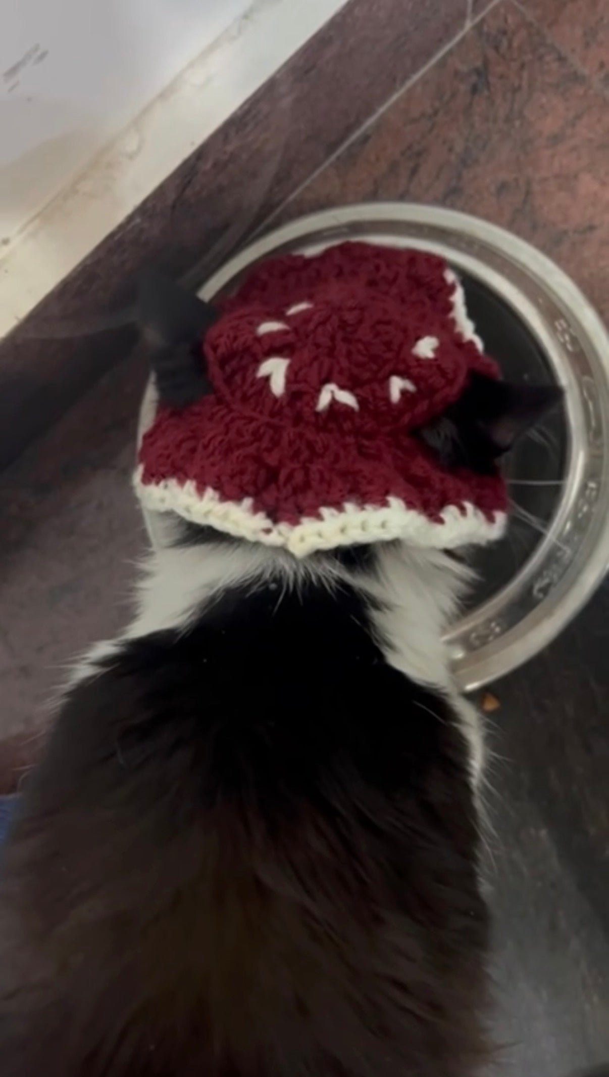 Cat Hat👒(Cherry Red)