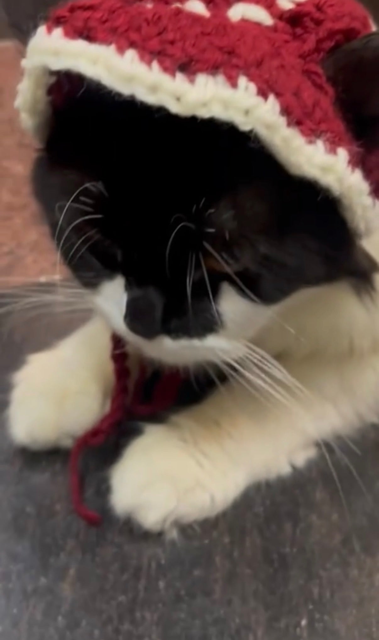 Cat Hat👒(Cherry Red)