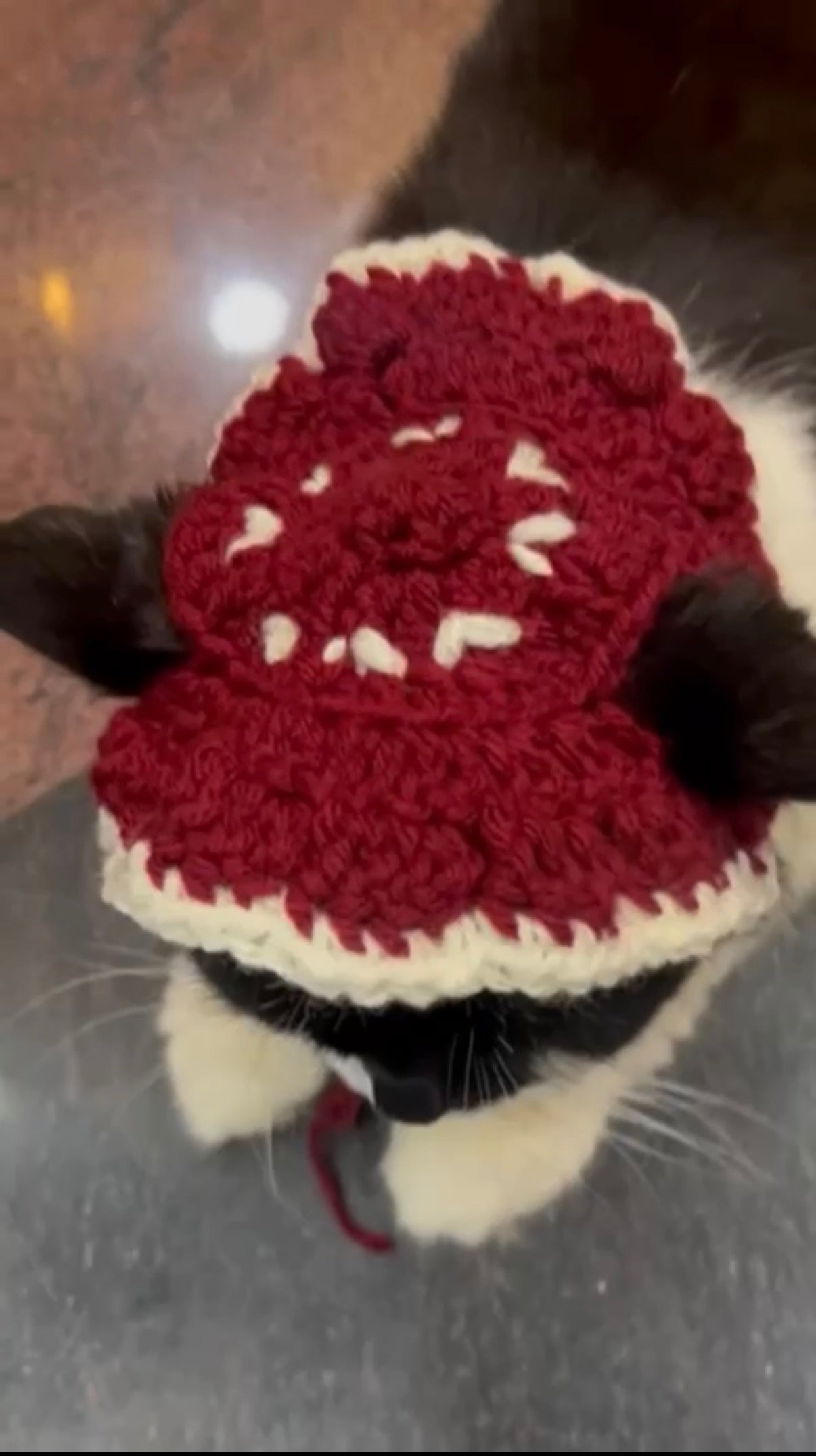 Cat Hat👒(Cherry Red)